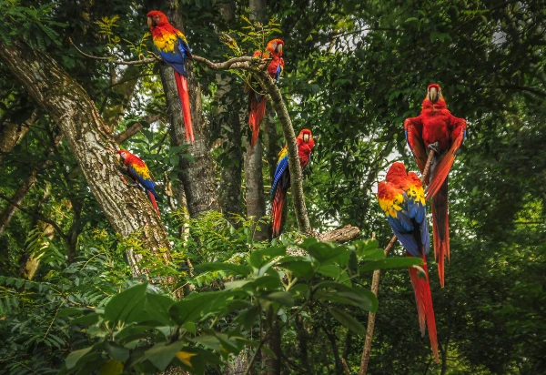 scarletmacaws